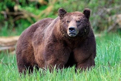 Un oso pardo fue visto al menos en dos ocasiones en una localidad de California. El animal salvaje entró a un par de tiendas de alimentos. En cada una se instaló unos veinte minutos a comer dulces