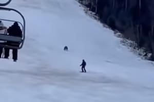 Video: un oso persiguió a un esquiador que bajaba de la montaña en Rumania