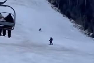 Video: un oso persiguió a un esquiador que bajaba de la montaña en Rumania