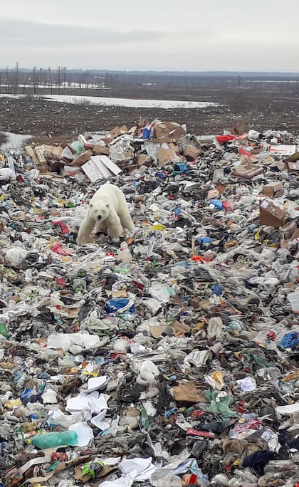 Un oso polar en un basural de Siberia