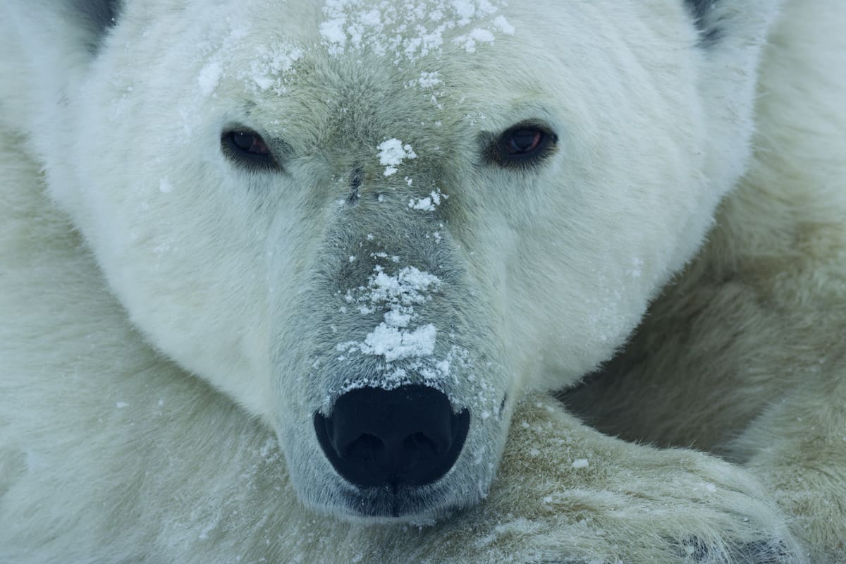 Un oso polar macho espera pacientemente que el hielo marino de la bahi´a Hudson se congele.