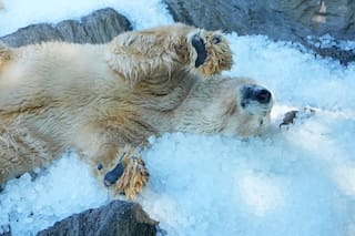 El Zoo de Praga refresca a los osos polares con hielo durante una ola de calor en Europa
