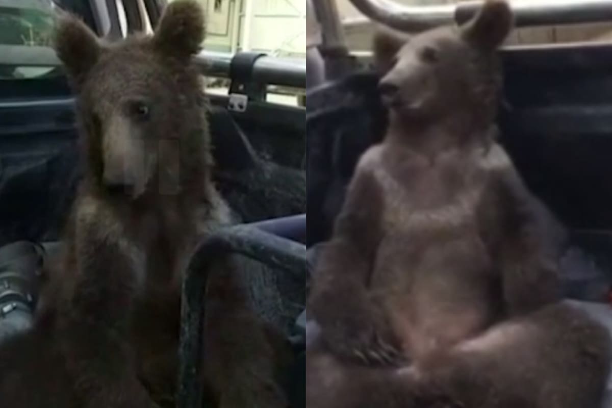 Un oso probó la "miel loca" en Turquía y debió ser asistido de urgencia