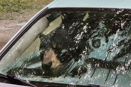 Un oso que irrumpió en un coche en Winsted, Connecticut, se observa a través de la ventana delantera del vehículo en esta foto del 15 de julio de 2024. (AP Foto)