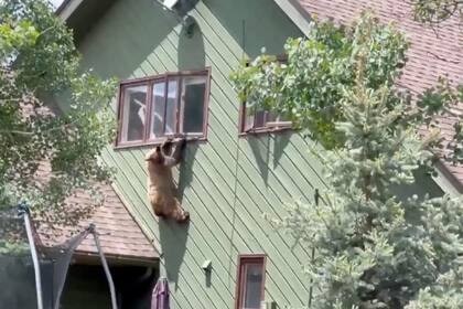 Un oso se subió por la ventana de una casa en Colorado