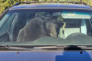 El verano seco en las Rocosas empuja a osos hambrientos a ciudades y a choques con personas
