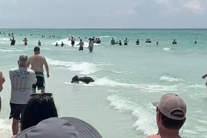 Un oso sorprendió a los bañistas en una playa de Destin, Florida