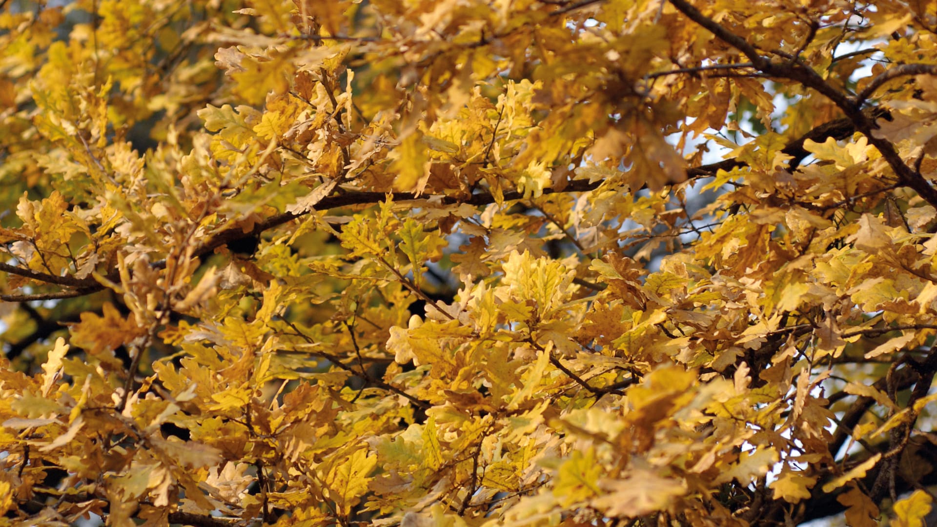 Un otoño especialmente dorado para este roble (Quercus robur).