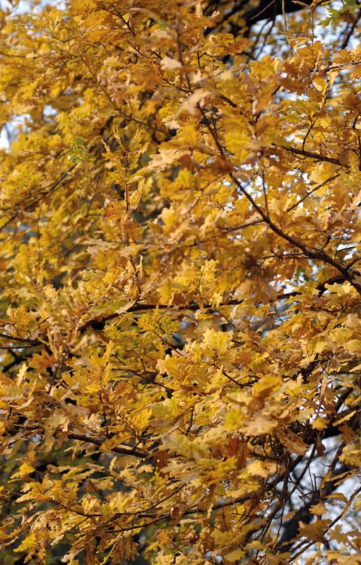 Un otoño especialmente dorado para este roble (Quercus robur).