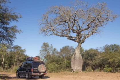 Un palo borracho, emblema del Parque Nacional El Impenetrable.