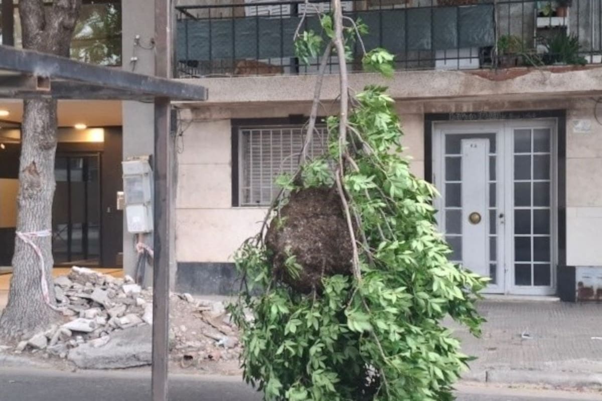 Un panal de avispas quedó colgando en Rosario