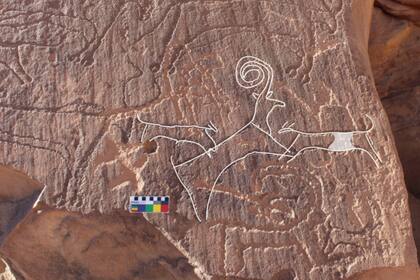 Un panel de arte rupestre de AlUla muestra a dos perros cazando un íbice, rodeados de ganado