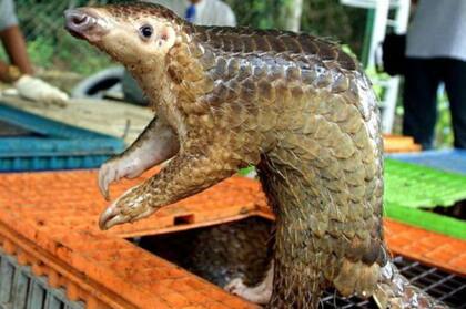 Un pangolín traficado en Kuala Lumpur: el animal es uno de los sospechosos del ser un vehículo para el coronavirus