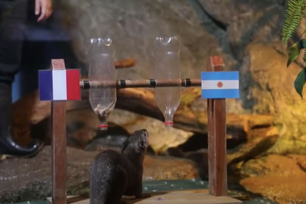 Un par de nutrias de un acuario en Tailandia predijeron quién será la selección vencedora del Mundial