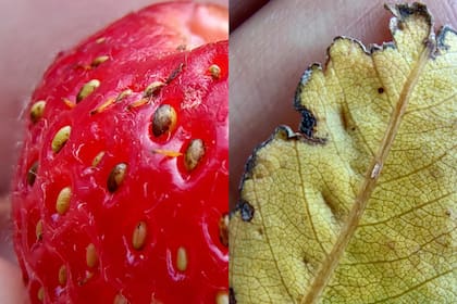 Un par de pruebas con la cámara macro del Moto G200 5G (permite hacer foco en objetos que están entre 3 a 5 cm de la lente)