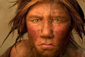Un particular hallazgo permitió conocer extraordinarios detalles sobre el desarollo de los neandertales en sus primeros años de vida