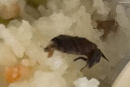 Un pasajero aseguró que encontró una cucaracha en su comida, pero la aerolínea dio una explicación