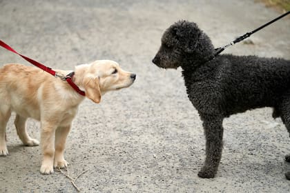 Un paseo es de calidad cuando el perro puede moverse a su ritmo, explorar con su olfato, socializar y ejercitarse además de hacer sus necesidades