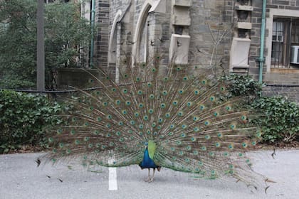 Un pavo real se pasea por el complejo donde se encuentra ubicado St. John the Divine, en Morningside Heights