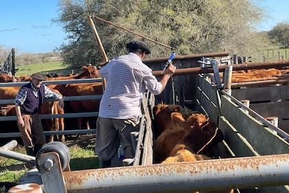 Un peón rural vacunando