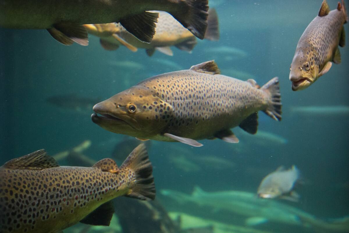 Un pequeño copépodo de apenas unos milímetros es capaz de generar pérdidas millonarias a la industria piscicultora. El noruego Esben Beck, un inventor autodidacta, ha desarrollado un robot que detecta el parásito sobre la piel de los salmones y acaba con ellos usando un láser