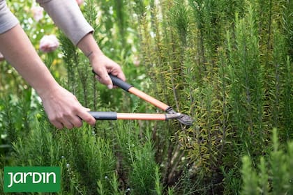 Un pequeño corte, hecho en el momento justo, puede transformar el jardín