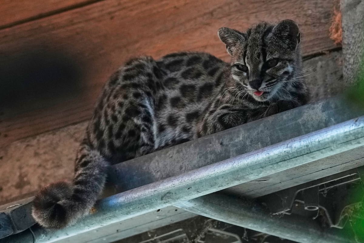Un pequeño felino silvestre moteado, identificado como una nueva especie --Leopardus tilcayo--, desc