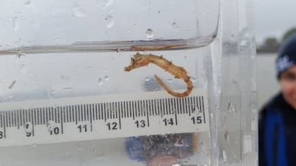 Un pequeño hipocampo hallado en el Támesis