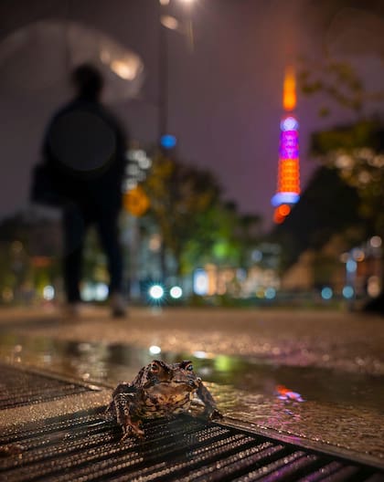 Un pequeño sapo japonés oriental descansa sobre una alcantarilla metálica mojada en medio de una calle