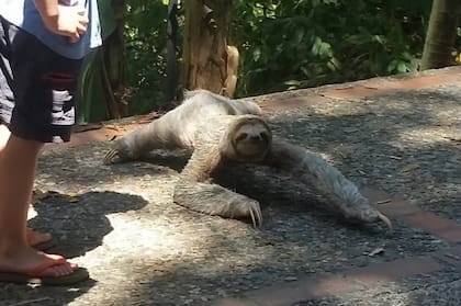 Un perezoso en el camino.