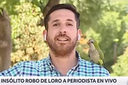 Un periodista chileno sufrió el arrebato de uno de sus audífonos por parte de un ave que resultó ser una cotorra argentina