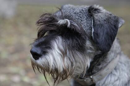 Un perrito de terapia y su dueña fueron obligados a bajar de un vuelo de cabotaje en México