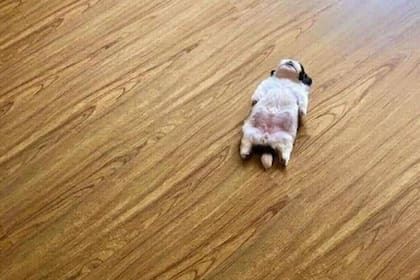 Un perrito durmiendo boca arriba hizo que Twitter empezara a compartir las mejores fotos de sus mascotas