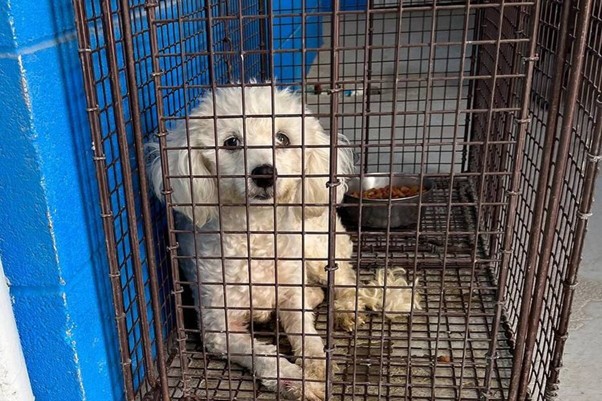 Un perrito fue llevado al refugio de Eagle Pass luego de que lo separaran de su familia venezolana en la frontera Estados Unidos con México
