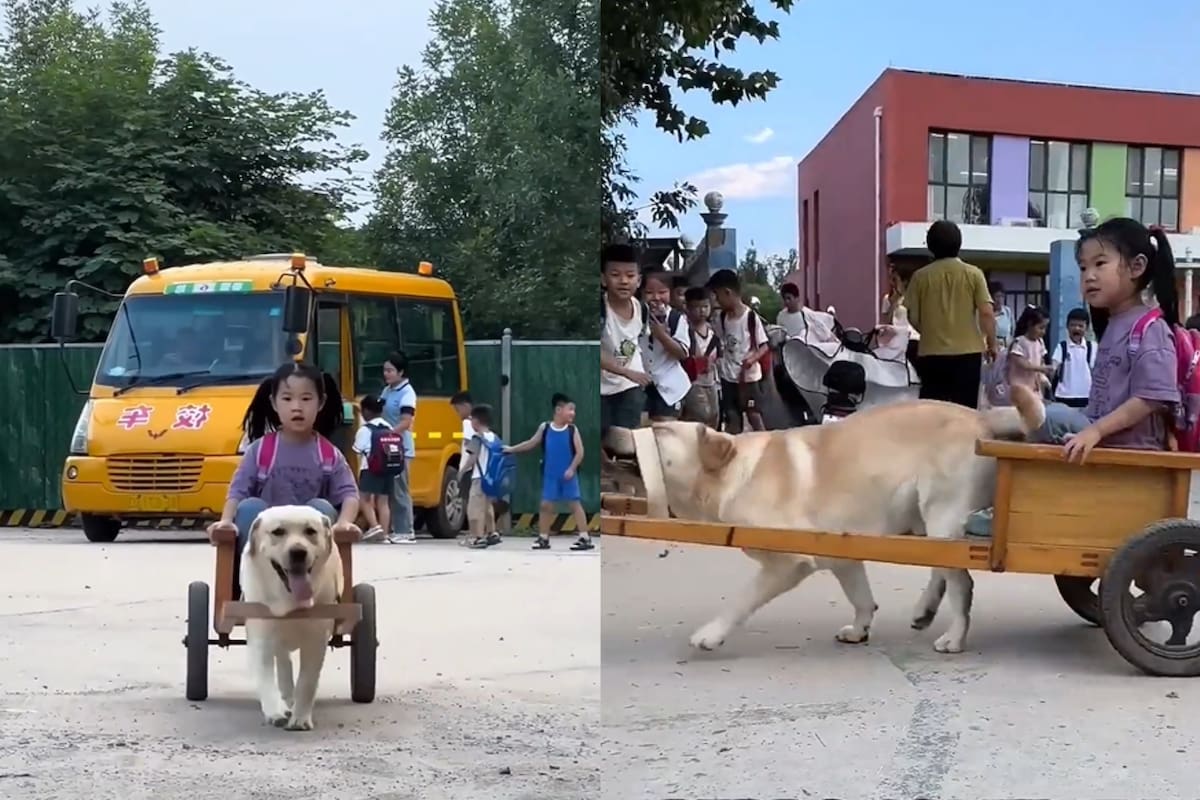 Un perrito se volvió viral por la forma en que lleva a una niña en un carro