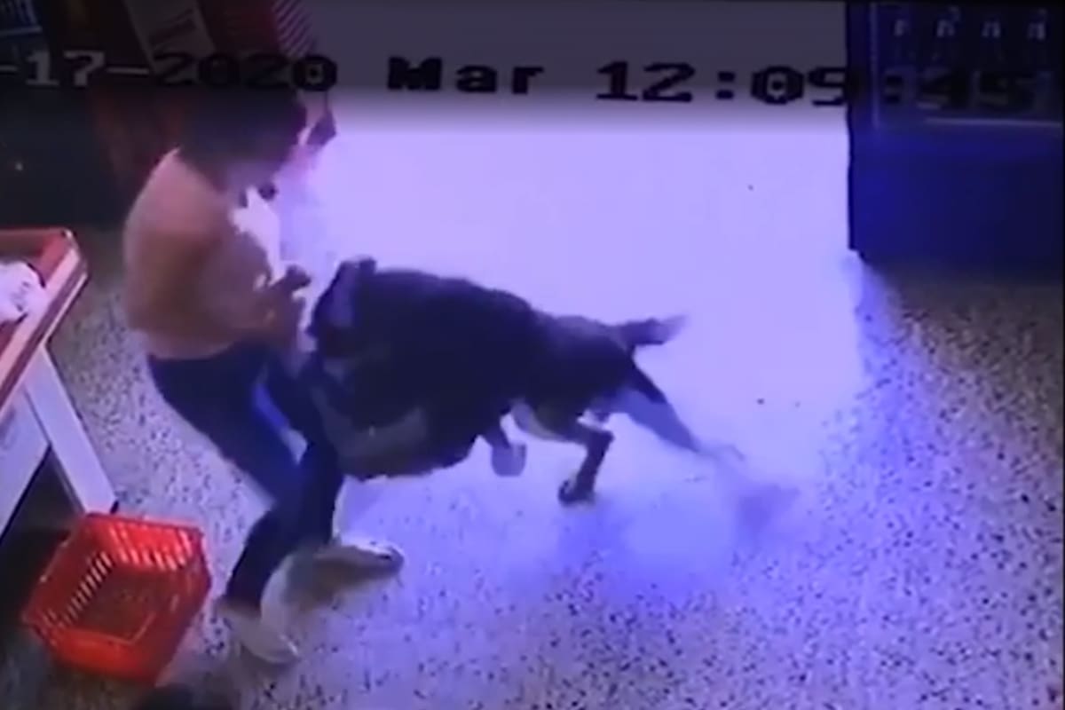 Un perro atacó a un chico que acompañaba a su madre a hacer las compras (0221.com.ar)