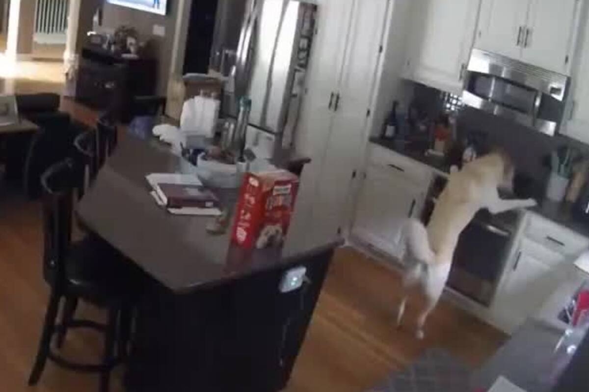 Un perro bajó a la cocina, encendió el horno de su casa y provocó un catastrófico incendio en una vivienda del estado de Missouri