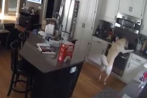 Un perro bajó a la cocina, encendió el horno de su casa y provocó un catastrófico incendio en una vivienda del estado de Missouri