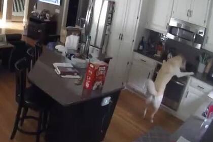 Un perro bajó a la cocina, encendió el horno de su casa y provocó un catastrófico incendio en una vivienda del estado de Missouri