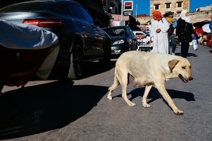 Un perro callejero entre puestos en un mercado de la ciudad vieja, en Fez. (Raquel Maria Carbonell Pagola/LightRocket via Getty Images)