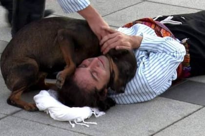 Un perro callejero interrumpió una obra de teatro para socorrer a un hombre que actuaba de herido