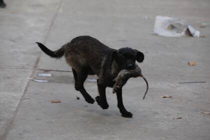 Un perro cazó una rata, mientras el jefe de Gobierno porteño, Jorge Macri, hablaba con periodistas durante el desalojo de una feria ilegal en Retiro