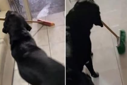 Un perro conquista TikTok porque le ayuda a su dueña a limpiar la casa para ganarse sus croquetas