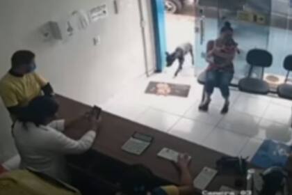 Un perro de la calle se acercó solo a una veterinaria para que lo curen y quedó registrado en las cámaras del local. Captura: Youtube.