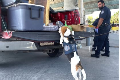 Un perro de la unidad K-9 de la CBP alertó a los agentes sobre la presencia de dinero oculto dentro de una bolsa con productos alimenticios (imagen ilustrativa)