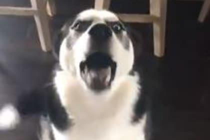 Un perro de raza siberiana se hizo viral en las redes por "responderle" a su dueña tras un reto en su hogar