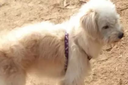 Un perro de siete años fue olvidado por accidente por sus dueños en una localidad china. Firme en la intención de regresar a su hogar, la mascota caminó durante casi un mes y finalmente logró la hazaña de encontrar la puerta a la que se dirigía