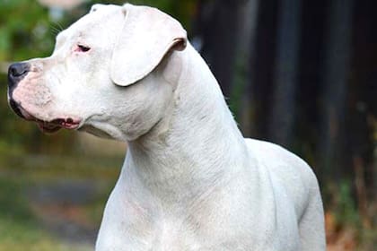 Un perro Dogo mató a una bebé de un año