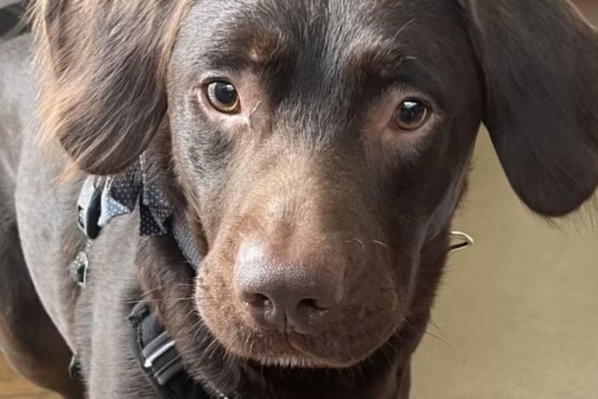 Un perro en los Estados Unidos debió ser intervenido por una pronunciada ingesta de alcohol