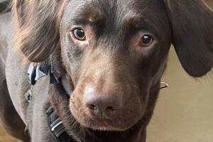 Un perro en los Estados Unidos debió ser intervenido por una pronunciada ingesta de alcohol